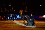 Cavalry - 00021